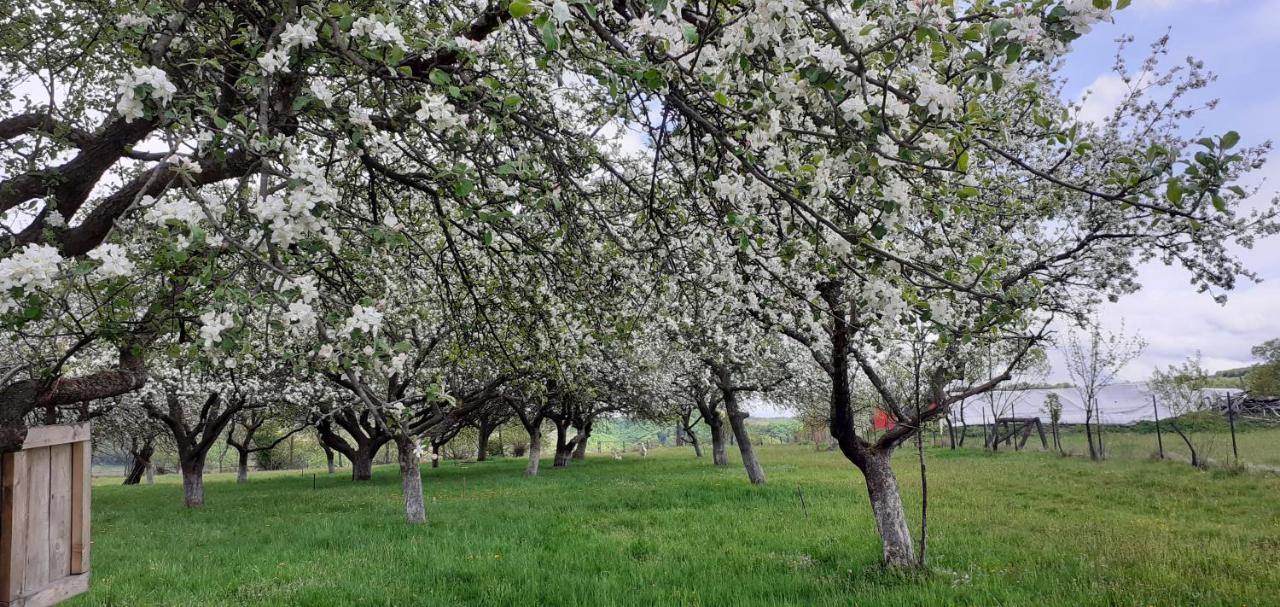 Pensiunea Agroturistica Ica Valea Drăganului Eksteriør bilde